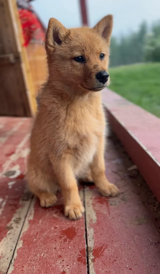 Hekkukoiranpentu katselee ympärilleen