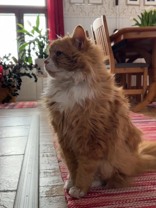 Taavikissa tarkastelemassa tupaa