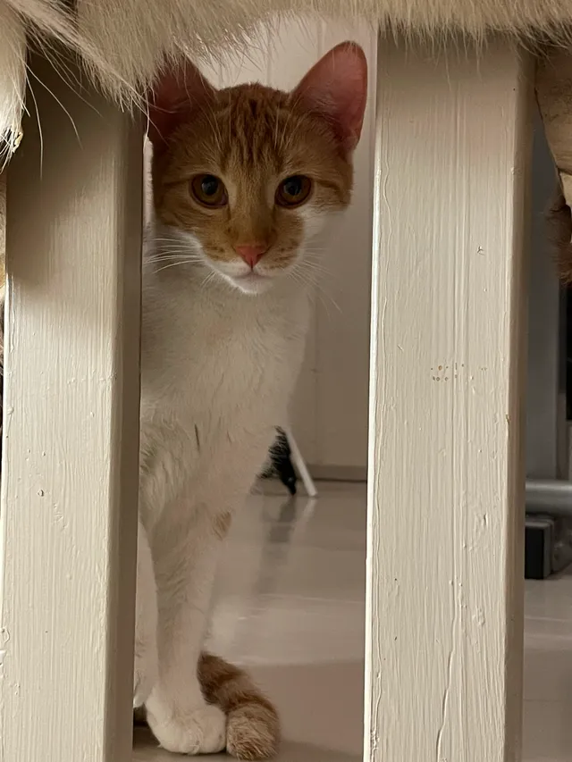 Tyynekissa katsomassa aidan läpi